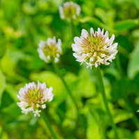 緑の草の中にぽつんと咲くシロツメグサの白い花の写真
