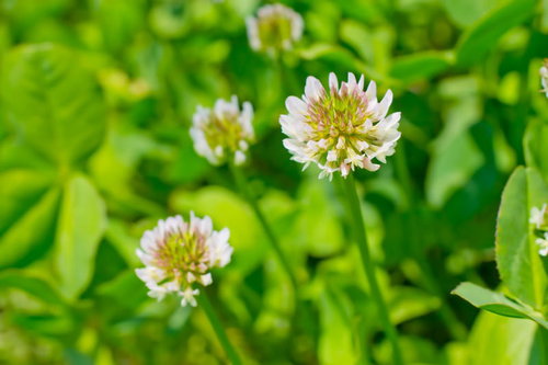 緑の草の中にぽつんと咲くシロツメグサの白い花