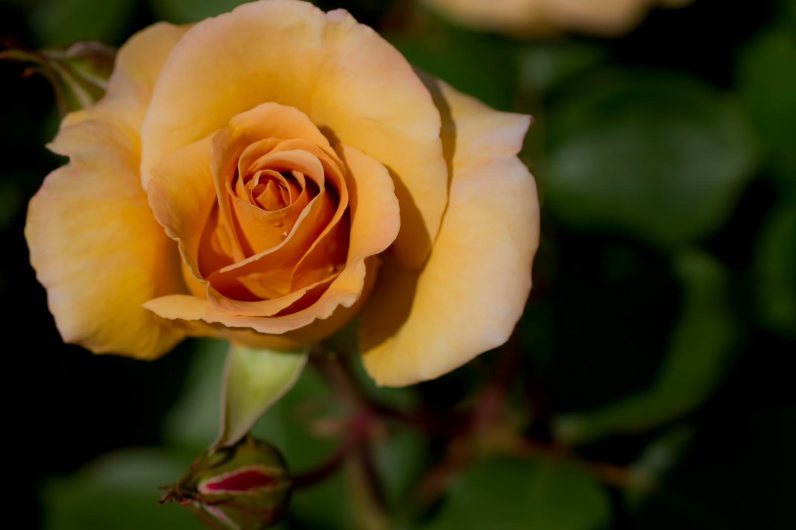 水滴がついた暗い背景の赤い薔薇
