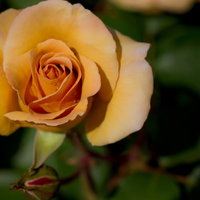 暗い背景に浮かぶ水滴がついたシックな赤い薔薇の写真