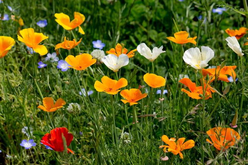 空に向かって上を向いて咲くカラフルな花々