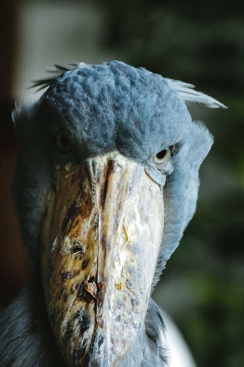 眼光鋭いハシビロコウの大きく発達したくちばしと威厳ある表情