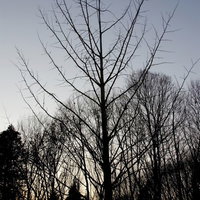 曇り空に枝だけが広がる冬の裸の木のシルエットの写真
