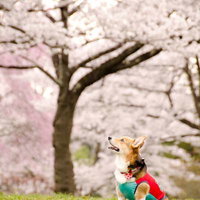 花壇の前でカメラ目線の犬と飼い主の写真