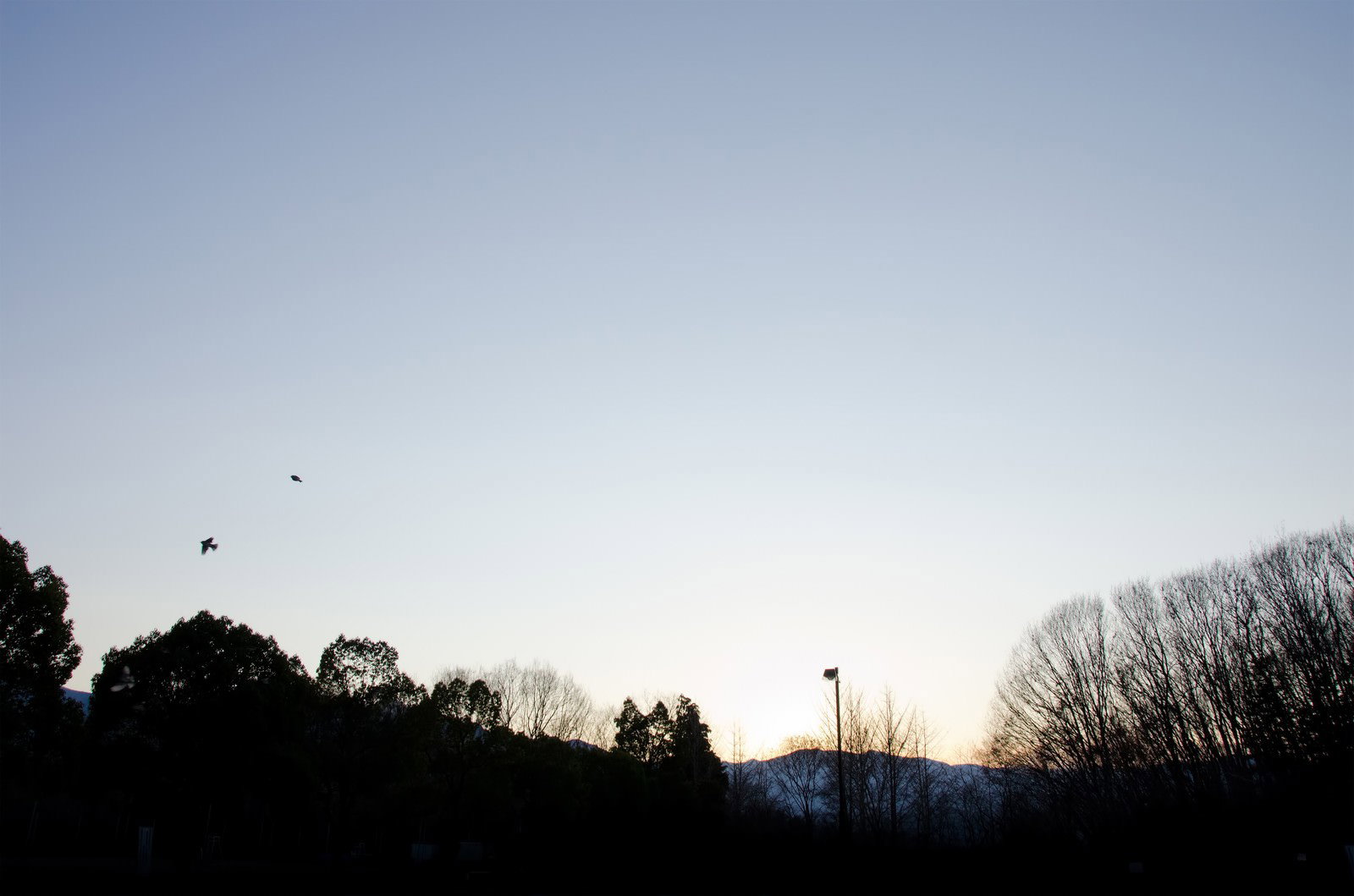 夕暮れの薄明かりが残る空を二羽の鳥が飛び、木々がシルエットになる風景
