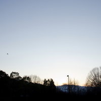 枯れた木々と灰色の空が広がる寂しい冬空の公園の写真