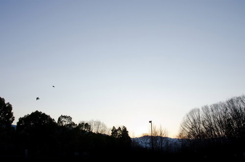 枯れた木々と灰色の空が広がる寂しい冬空の公園