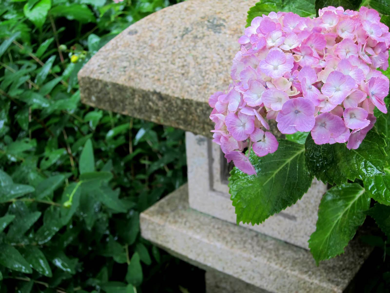石の台座に咲く薄いピンクの紫陽花と灯籠
