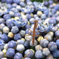 青紫の花の上に立つ小さなカマキリの写真