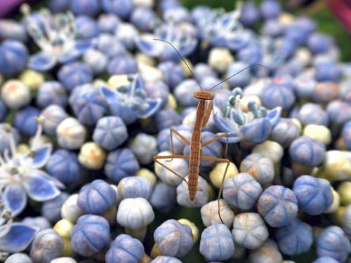 青紫の花の上に立つ小さなカマキリ