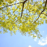 見上げた青空と木の葉の隙間の写真