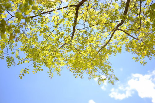 見上げた青空と木の葉の隙間