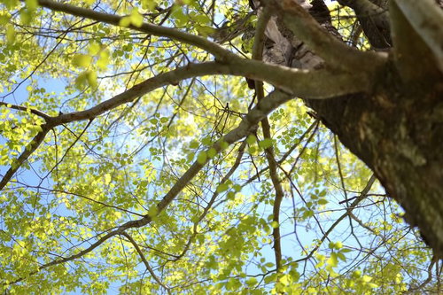 枝の隙間から見上げる木と青空の緑