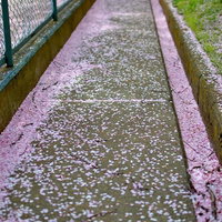 雨上がりの桜の花びらが浮かぶ小道の写真