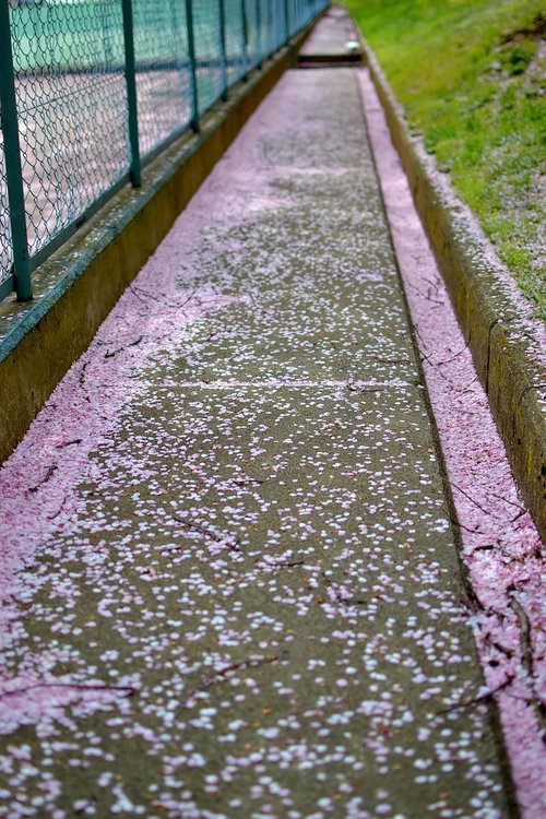 雨上がりの桜の花びらが浮かぶ小道
