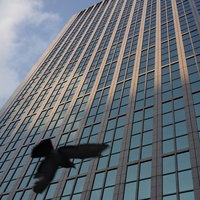 高層ビルの上空を羽ばたく鳥と青空の写真