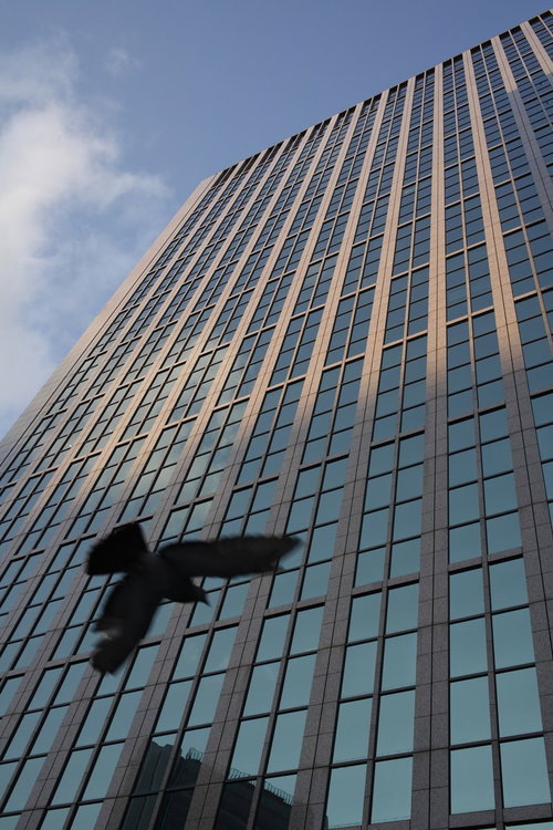 高層ビルの上空を羽ばたく鳥と青空