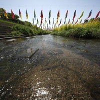 晴天の川にかけられたカラフルな鯉のぼりの写真