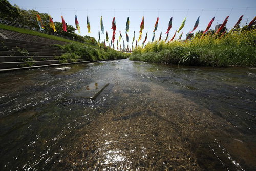 晴天の川にかけられたカラフルな鯉のぼり