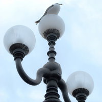 青空を背景に街灯のてっぺんに止まって休むカモメの写真