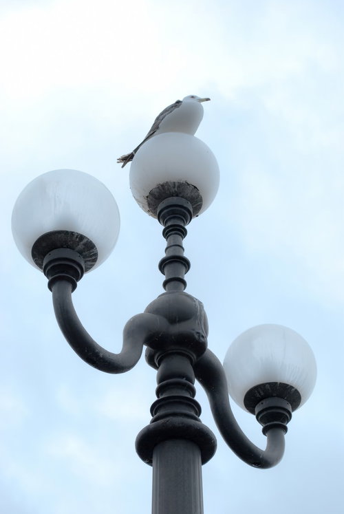 青空を背景に街灯のてっぺんに止まって休むカモメ