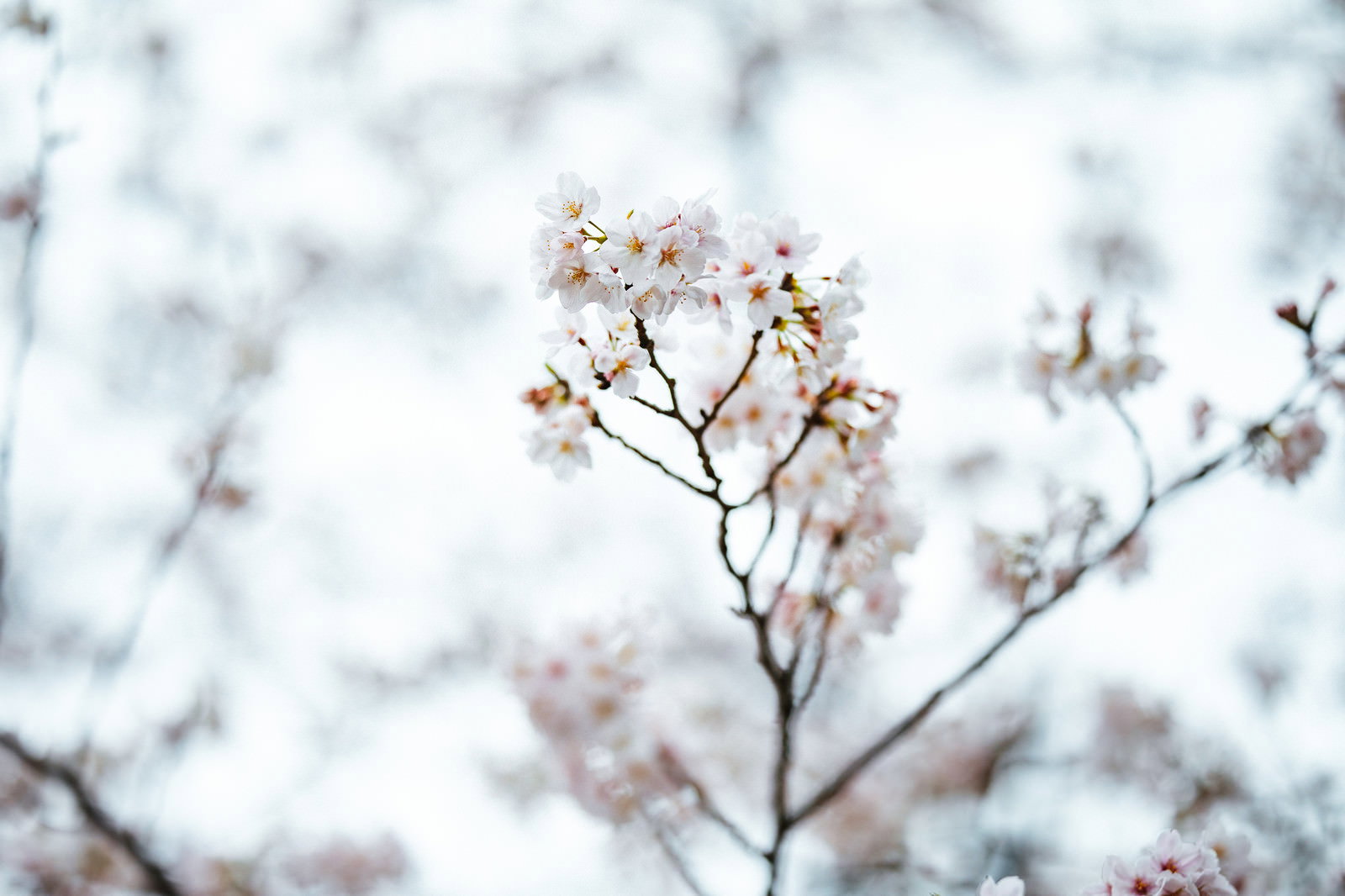 薄いピンク色の桜の花が枝に咲いている様子