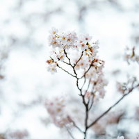 冬に咲く薄いピンク色の桜の花びらの写真