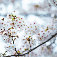 寒さの中で咲く桜のつぼみと花の写真