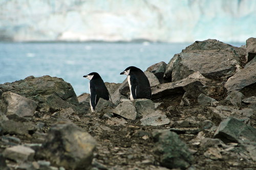 岩場に立つペンギン夫妻と南極の氷河地帯