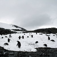 凍った雪原をよちよち歩くペンギンの群れ、南極の野生動物の写真