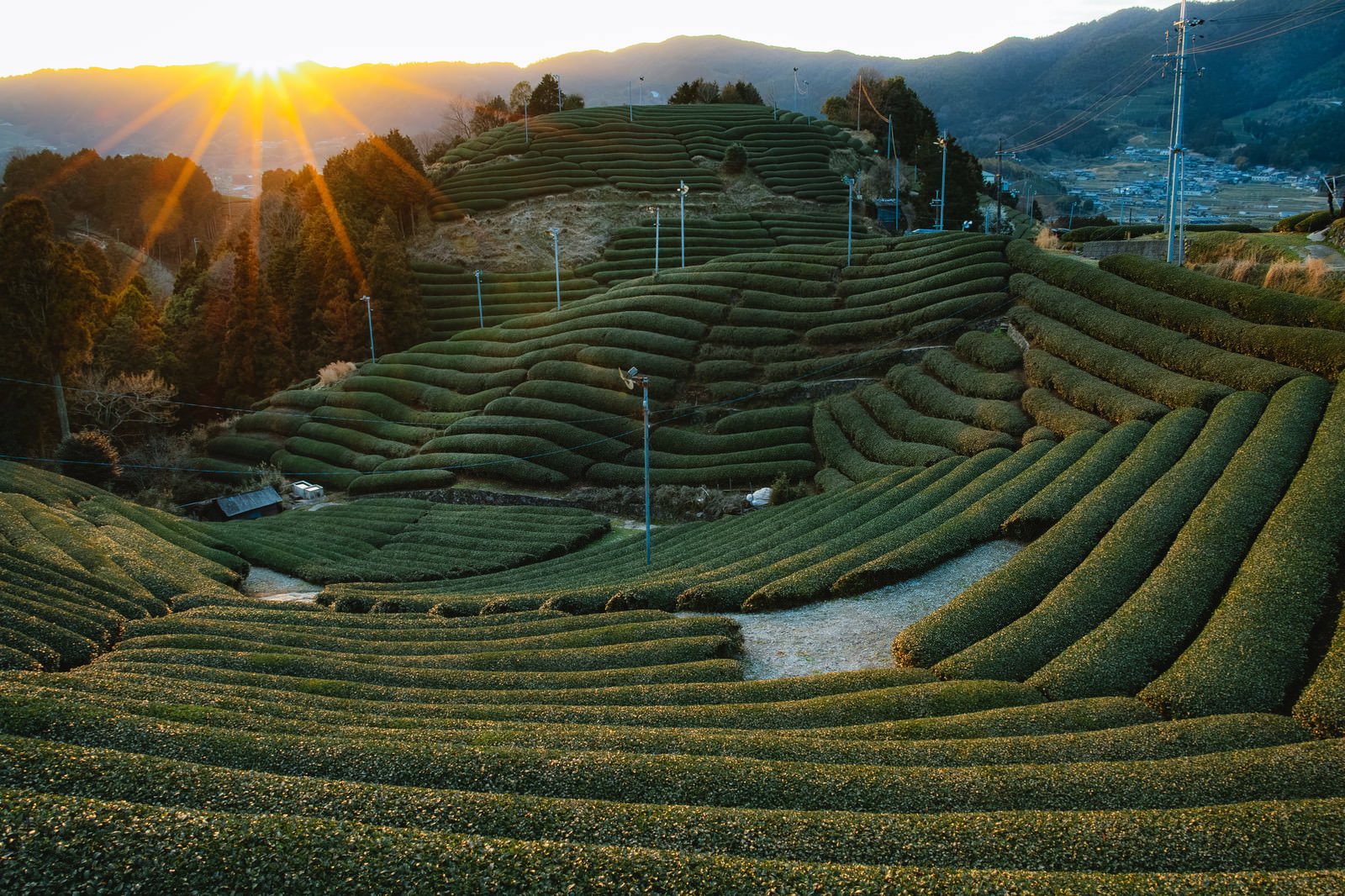 夕日に照らされた京都和束の美しい段々畑の茶畑風景