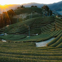 京都和束の夕暮れ時の茶畑の写真