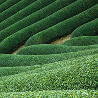 京都和束町の丘陵に広がる緑の茶畑の写真