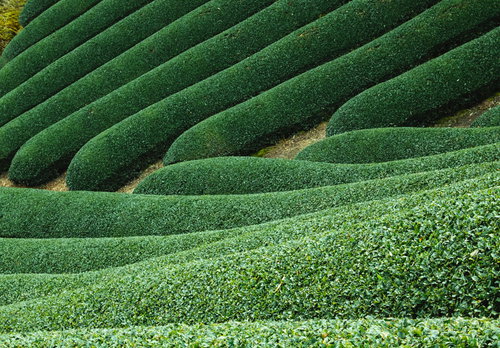 京都和束町の丘陵に広がる緑の茶畑