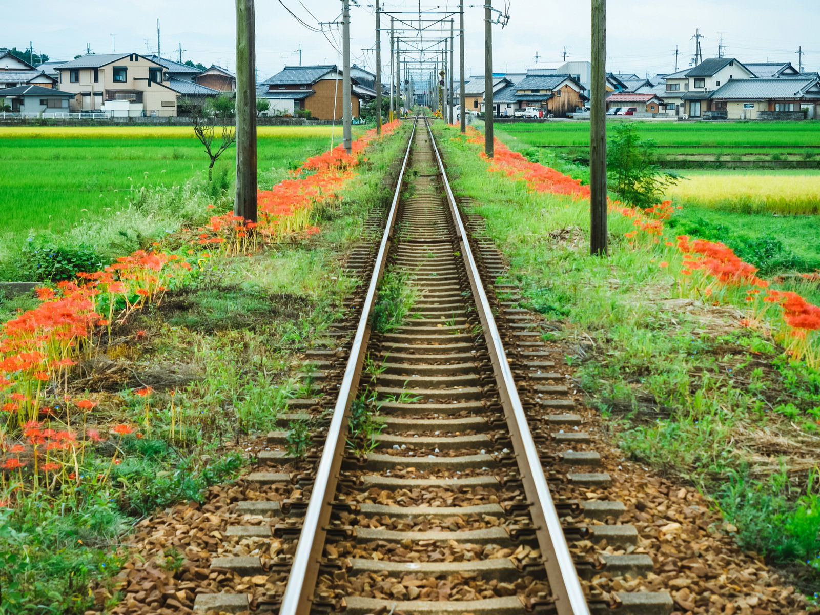 線路の両脇に赤い彼岸花が咲いている風景