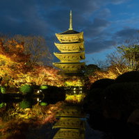 ライトアップされた紅葉の木々を足元に従え堂々とした姿を見せる五重塔の写真