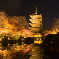 ライトアップされ美しく輝く紅葉と五重塔の写真