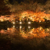 宵闇の中シンメトリーな姿を浮かび上がらせる紅葉の木々の写真