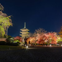 ライトアップされた東寺境内の様子と行き交う人々の影の写真