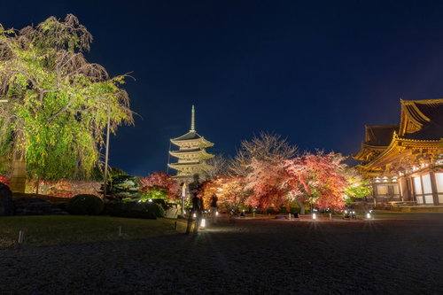 ライトアップされた東寺境内の様子と行き交う人々の影