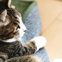 フローリングの上で遠くを見つめる子猫の写真