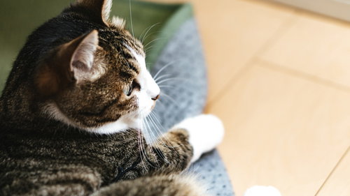 フローリングの上で遠くを見つめる子猫