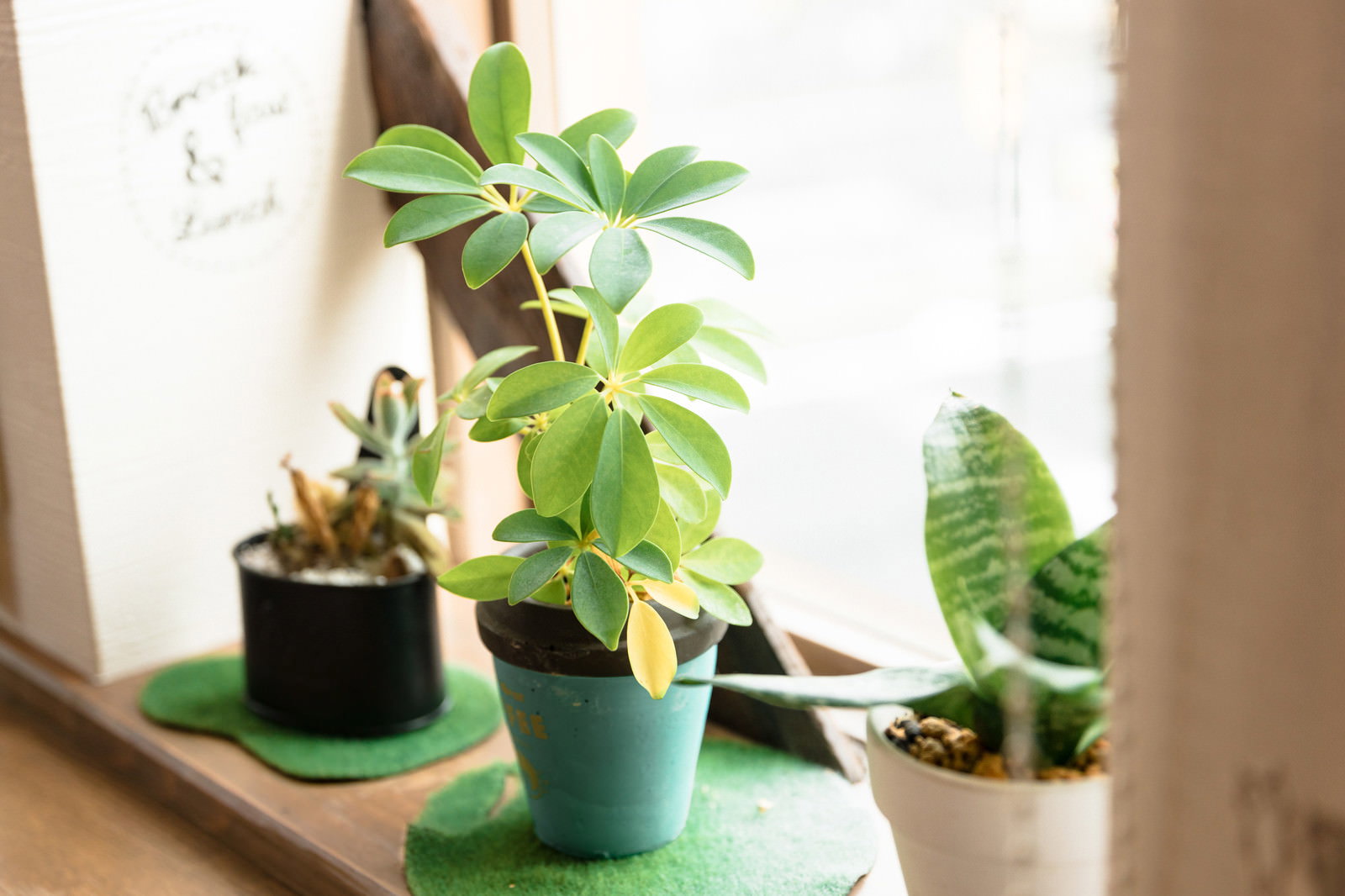 明るい窓辺に緑の葉を茂らせた複数の観葉植物が並んでいる