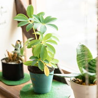 カフェの窓辺に並ぶ観葉植物とグリーンインテリアの写真