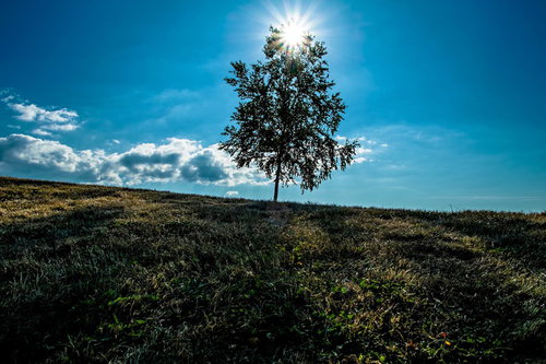 逆光を浴びて丘に立つ一本の木