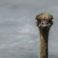 無言で凝視するダチョウの写真