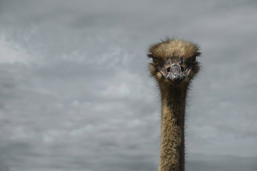 無言で凝視するダチョウ