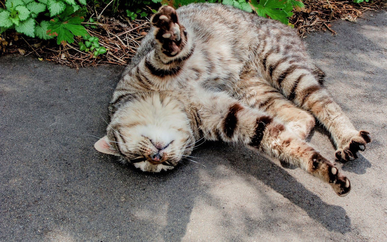 お腹を見せて地面に寝転ぶ縞模様の猫