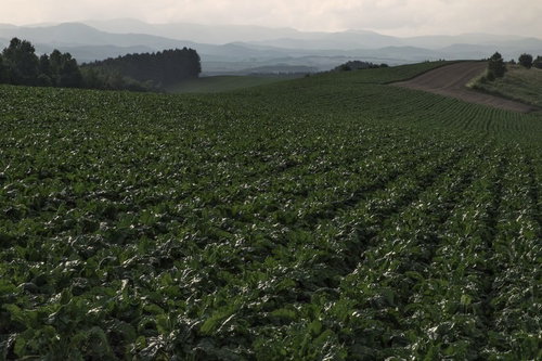 山並みを背景に広がる一面の畑
