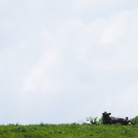 曇り空の広い草原に横たわる2頭の放牧された牛の写真